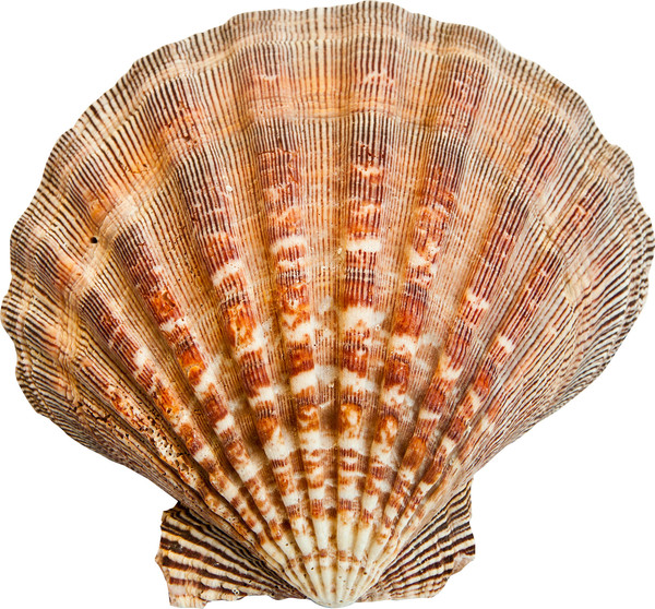 large Shell