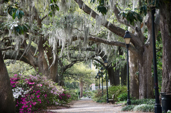Savannah Park Path