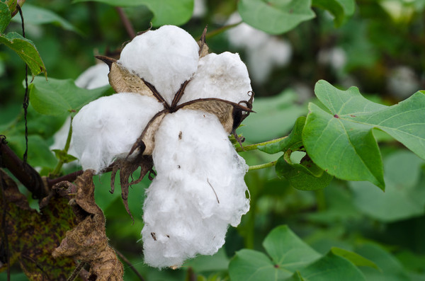 American Southern Cotton