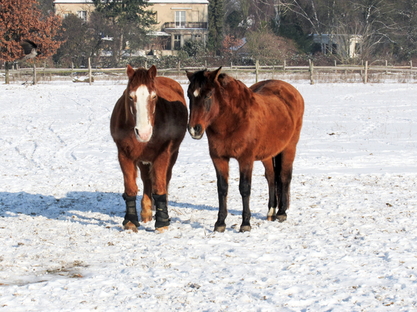 two horses on snow