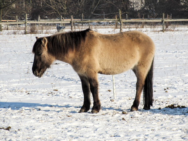 horse in winter 2