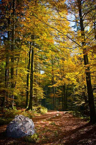 Autumnal Golden Beech Forest
