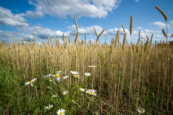 Wheat Field with Chamomile