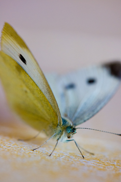 Yellow & White Butterfly