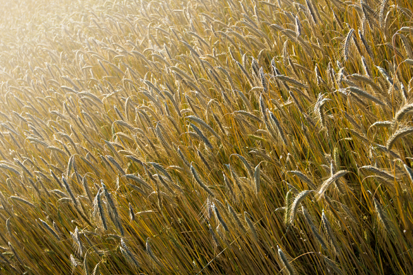 Ripe Barley Field