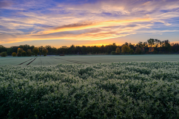 Sunrise on Fields