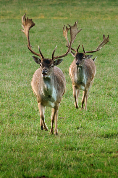 Running Deers