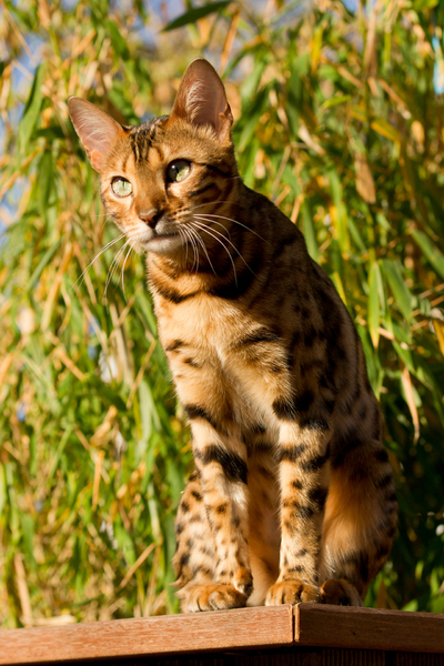 Bengal Cat on the Watch