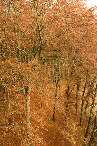 Beech Tree Forest Canopy from 