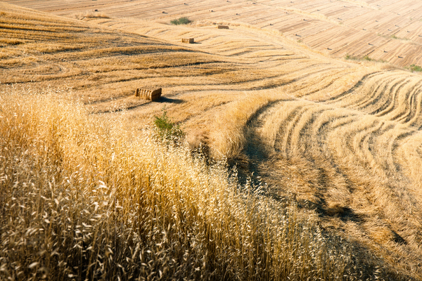 Harvested Fields with Straw Ba
