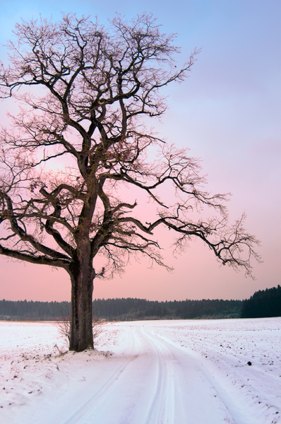 Old Oak Tree at Winter Sunset