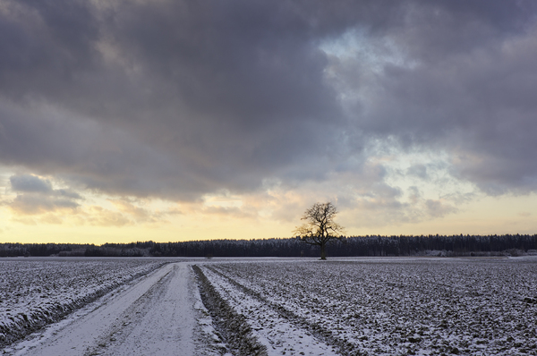 Dirt Road on icy Fields