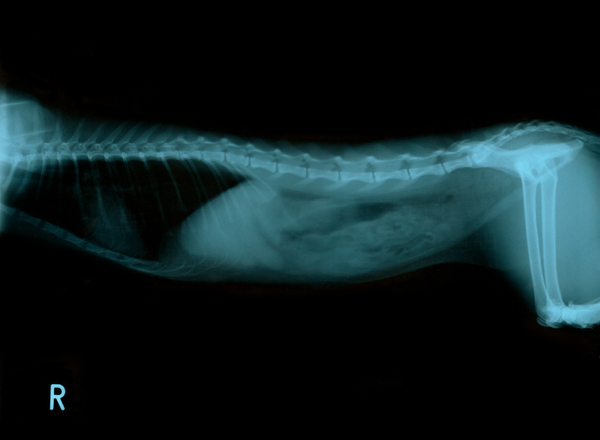 Chest radiograph of a cat