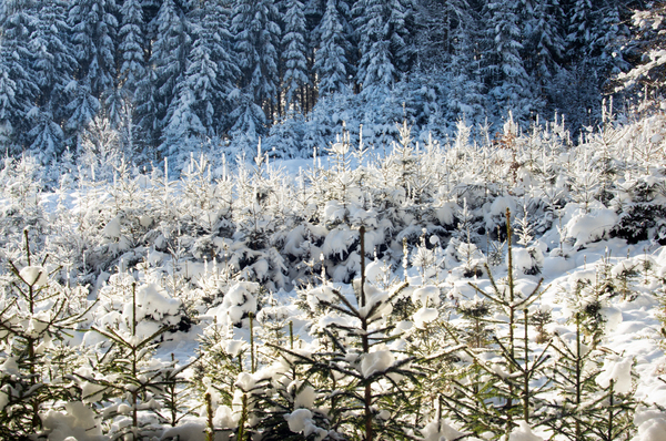 Snowy Spruce Forest in Winter
