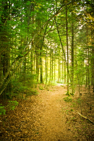 Path in natural Forest