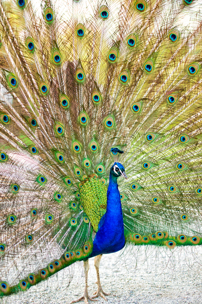 Peacock Cartwheel