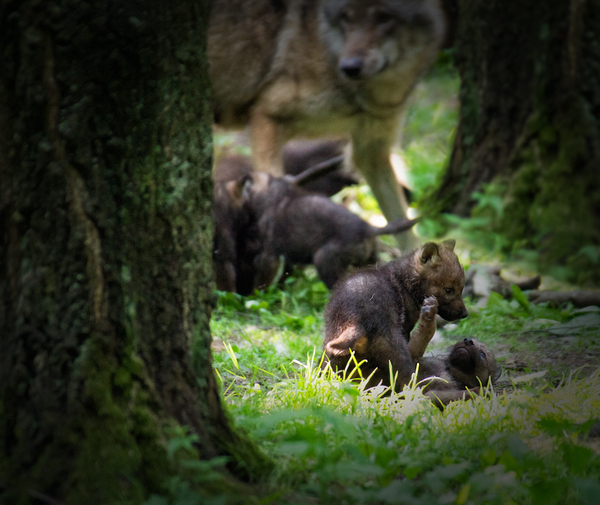 Wolf Babies