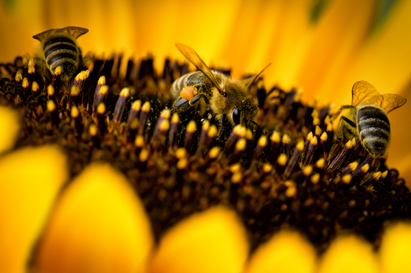Three Bees on Sunflower