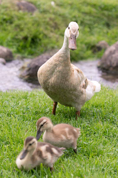 Mother Goose with two Chicks