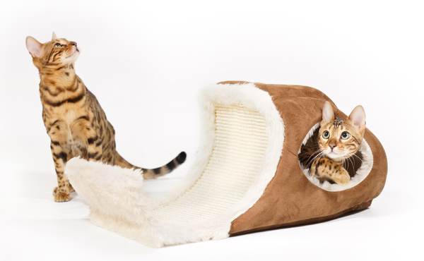 Bengal Cat playing in Playcave
