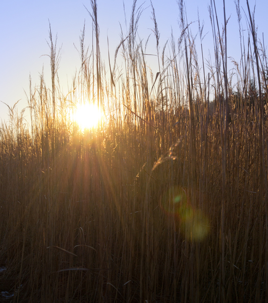 Sun shining through dry Reeds