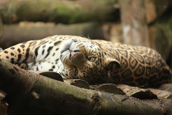 Jaguar Lying