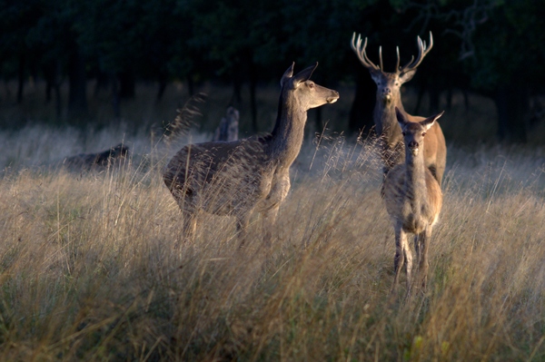 Meet the Deers