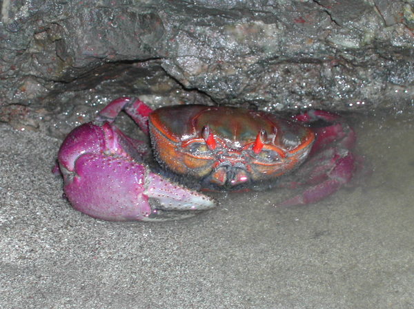 Crab Costa Rica