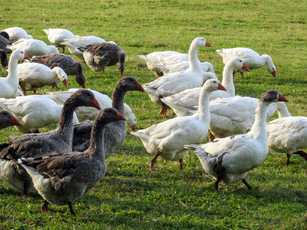 flock of geese 3