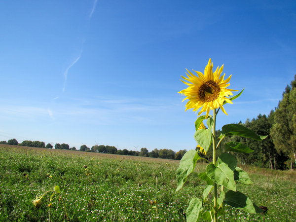 field with sunflower