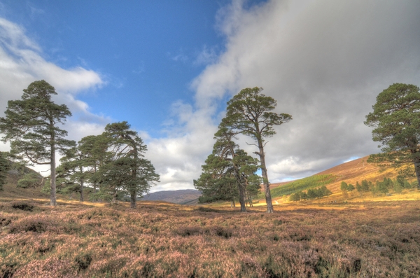 Scottish heather and pines