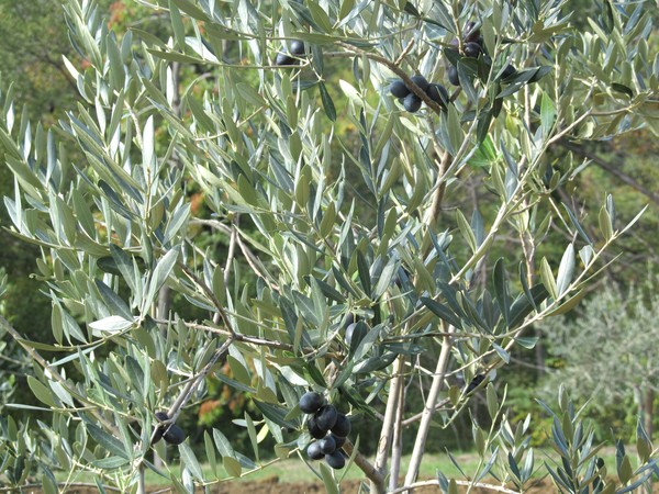 black olives tree