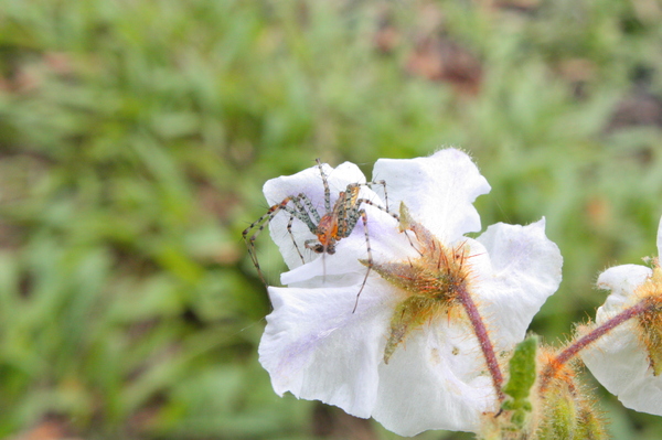 Spider Flower