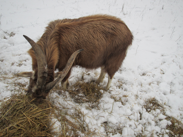 goat on snow 2