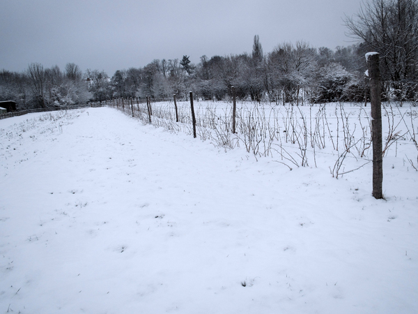 fields in winter