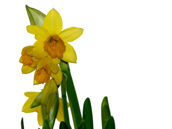 Easter daffodils isolated