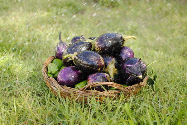 eggplants and peppers 4