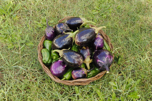 eggplants and peppers 2