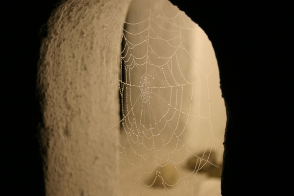 spiderweb - spider's web 1