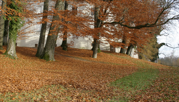 autumn forest 2