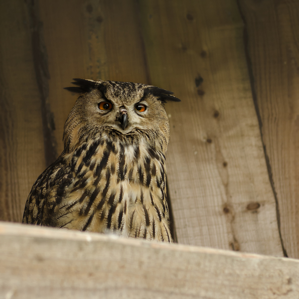 European Owl