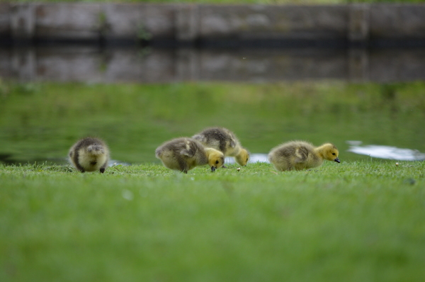 Young geese 1
