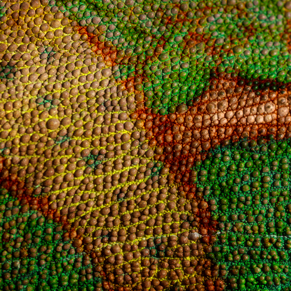 Chameleon texture