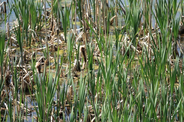 Reeds in a marsh