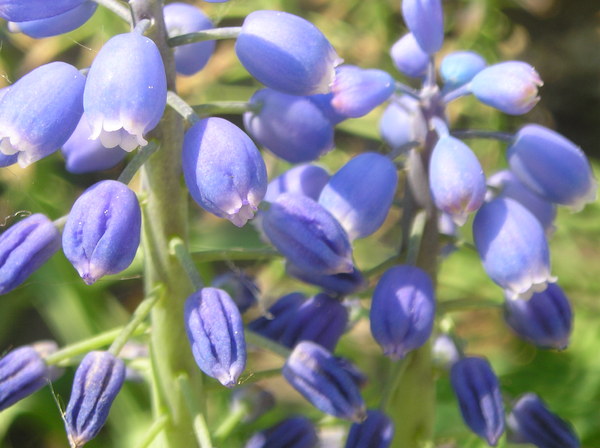 Blue Grape Hyacinths