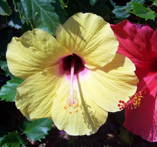 Red and Yellow Hibiscus 3