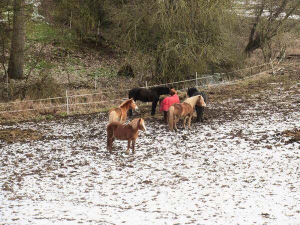 group of horses in winter