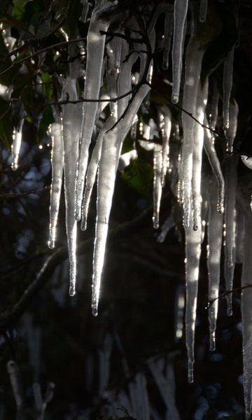 Icicles by moonlight
