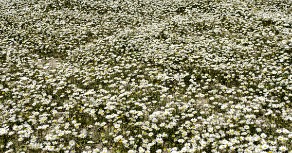 chamomile field