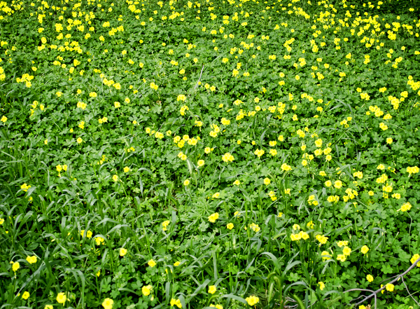 wild flower field